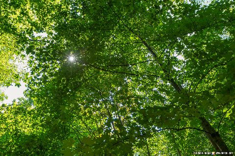 Gemeinde Waldkraiburg Landkreis Mühldorf Stadtpark Blätterdach (Dirschl Johann) Deutschland MÜ